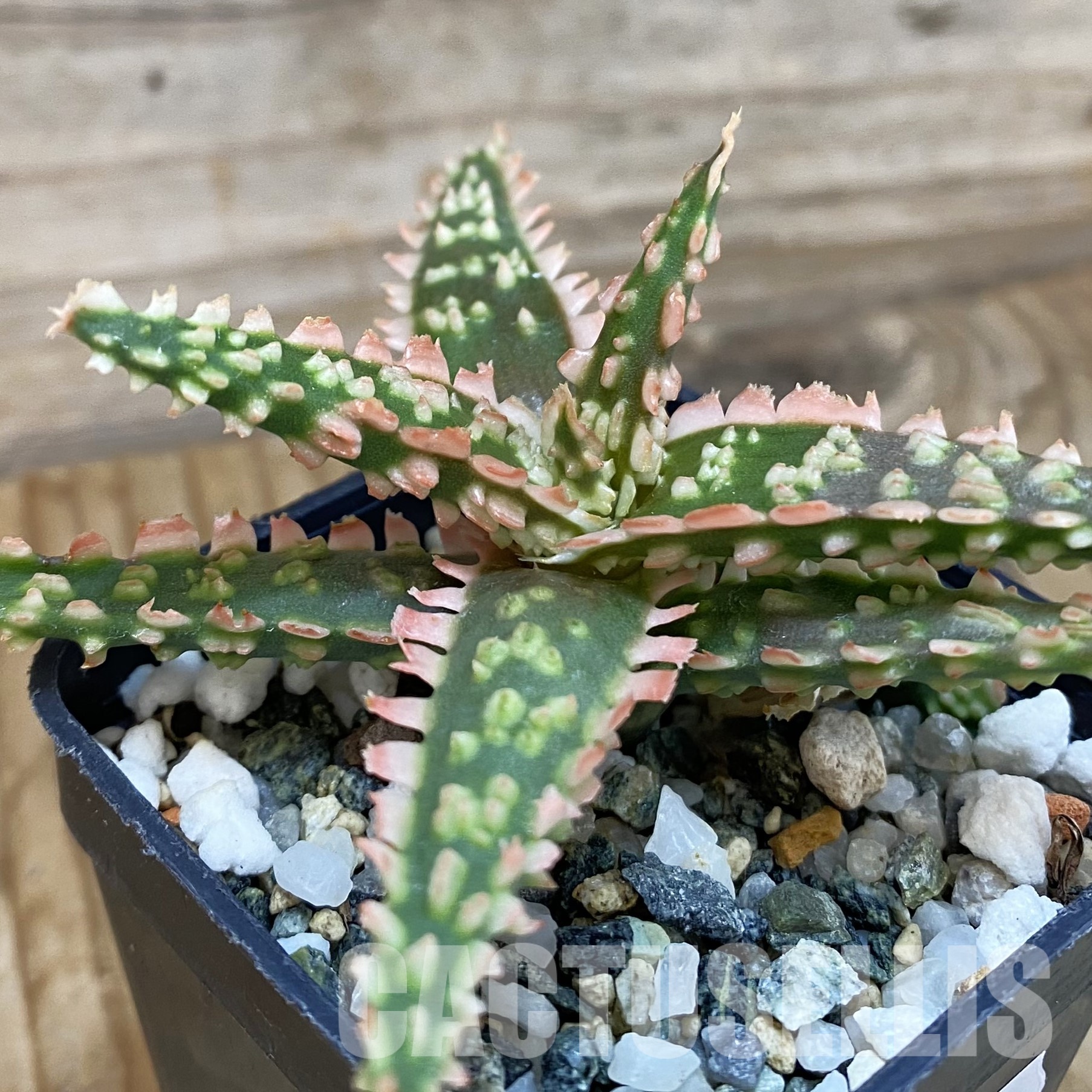 SH32021 Aloe TCT hybrid