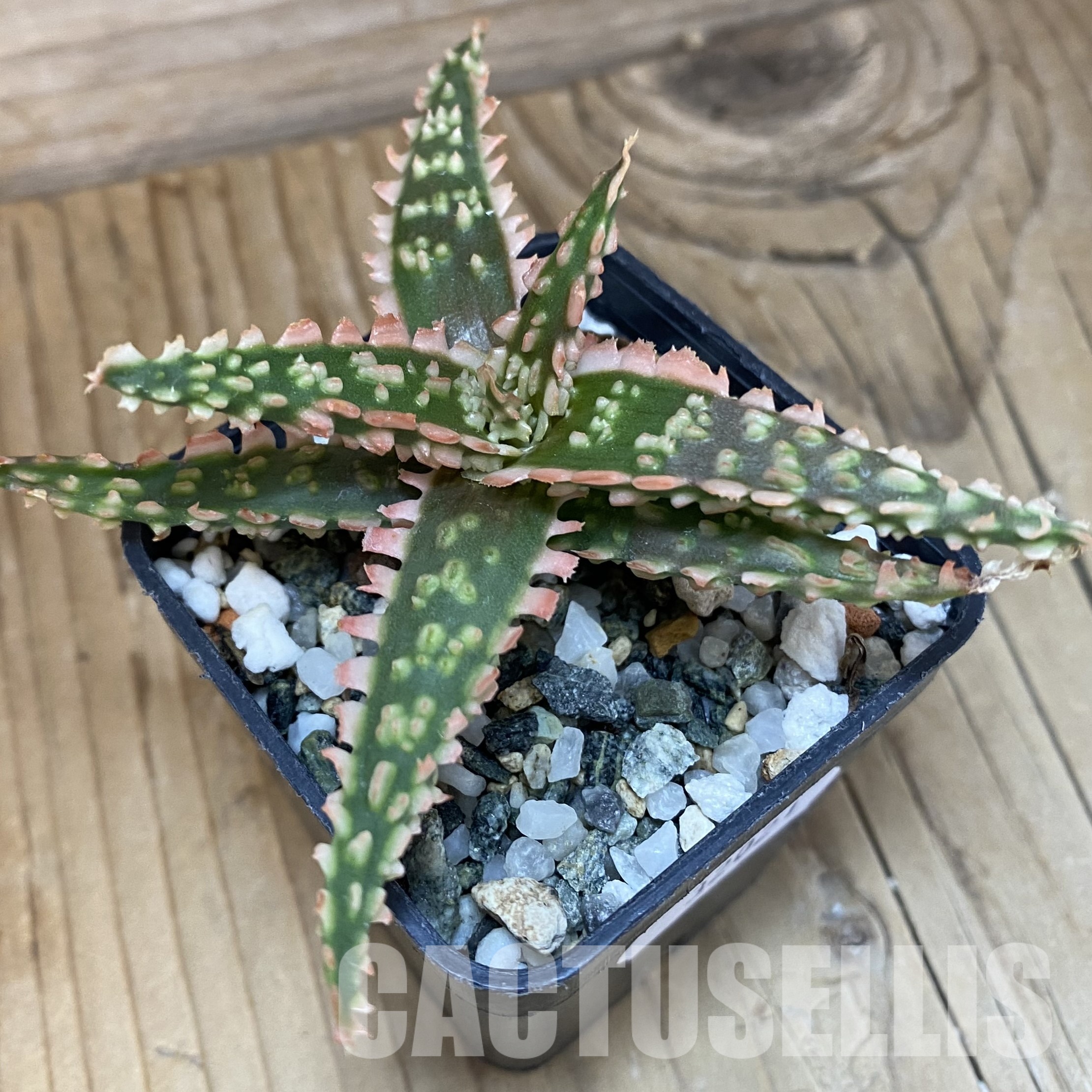 SH32021 Aloe TCT hybrid - 画像 (2)