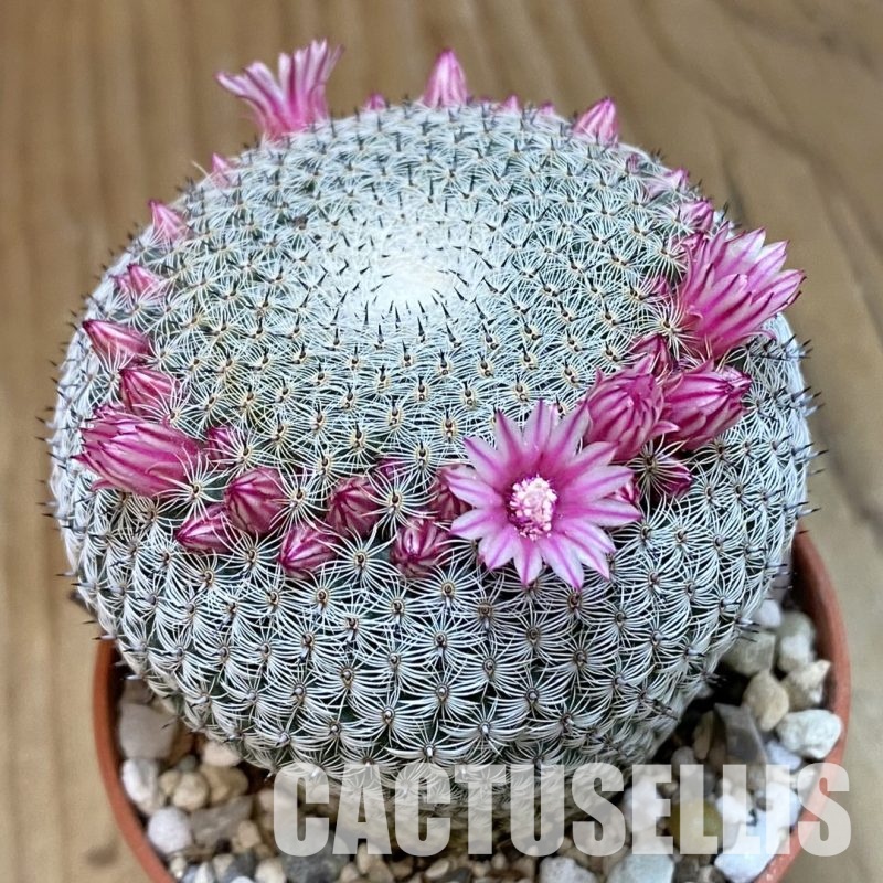 SH32292 Mammillaria microthele v. superfina