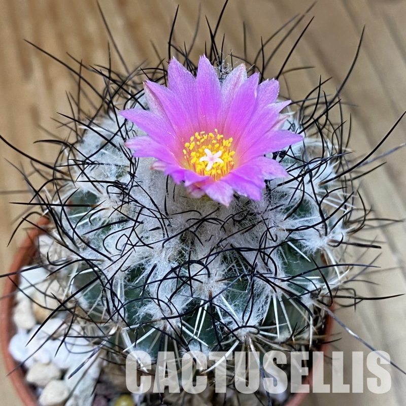 SH32293 Turbinicarpus saueri