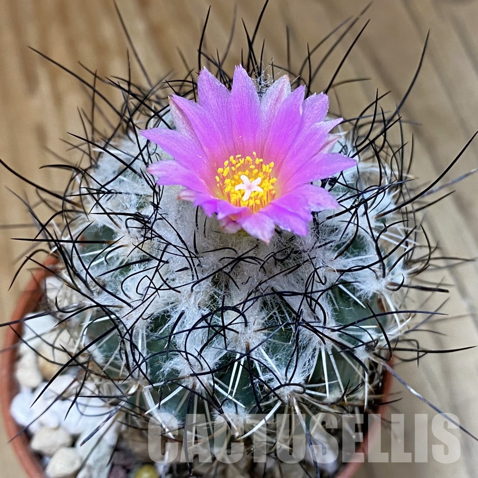 SH32293 Turbinicarpus saueri