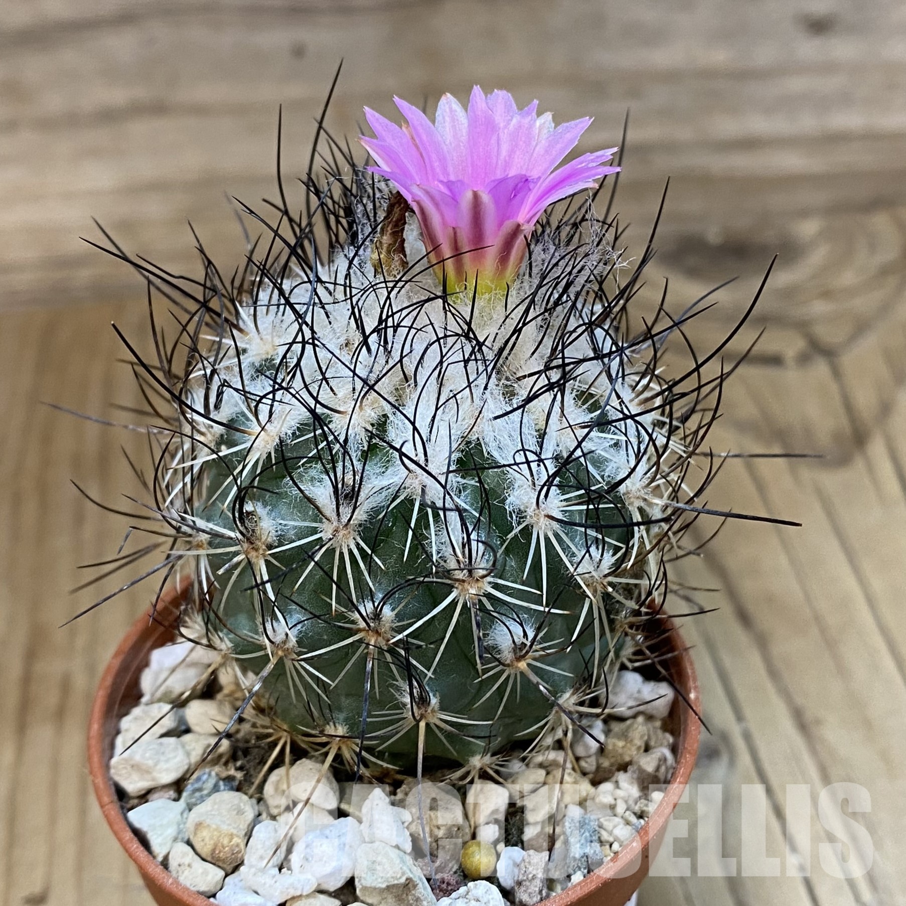 SH32293 Turbinicarpus saueri – Image 2