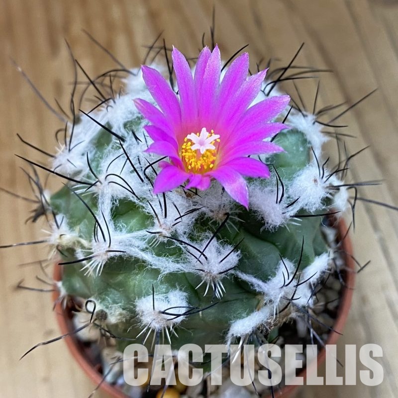 SH32294 Turbinicarpus saueri