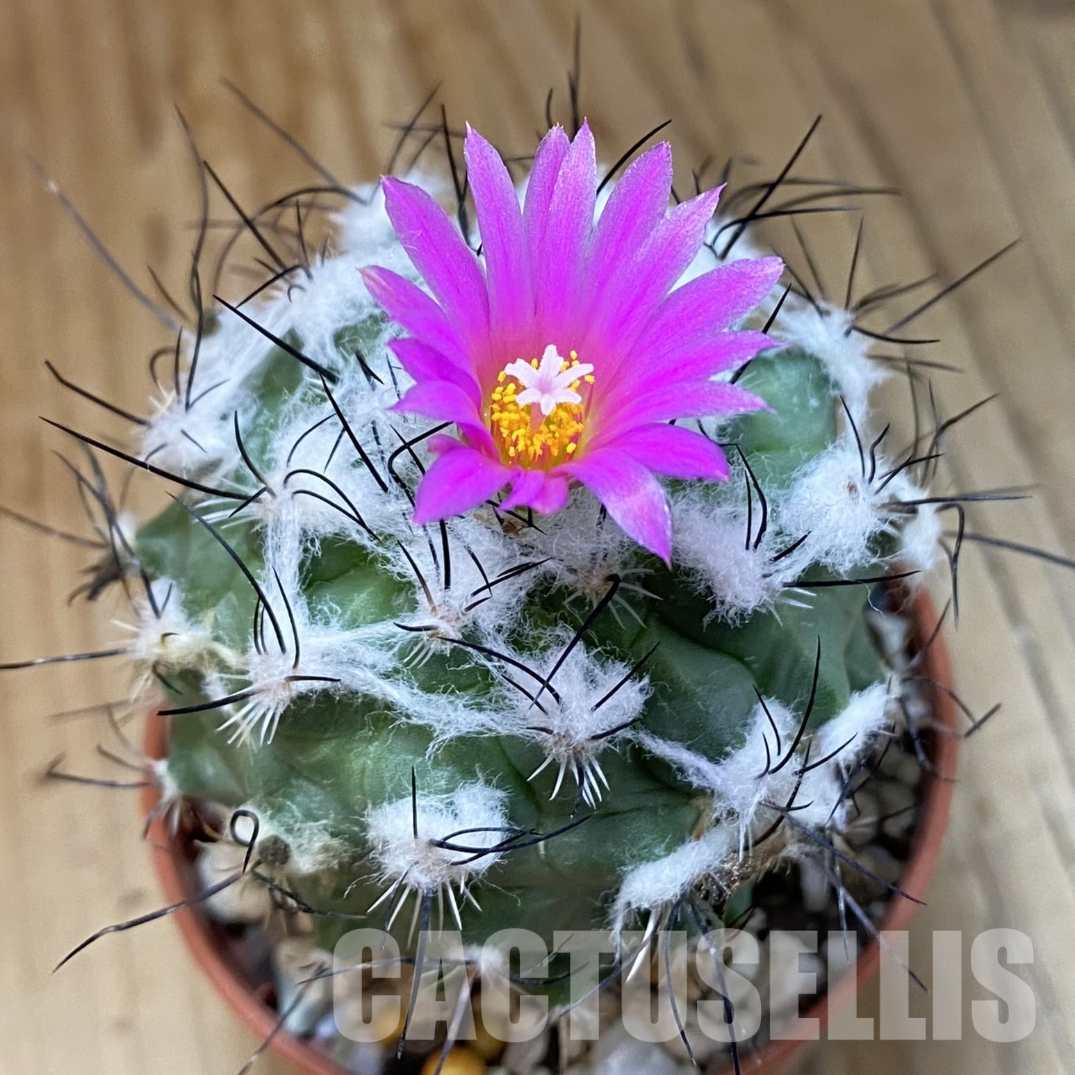 SH32294 Turbinicarpus saueri
