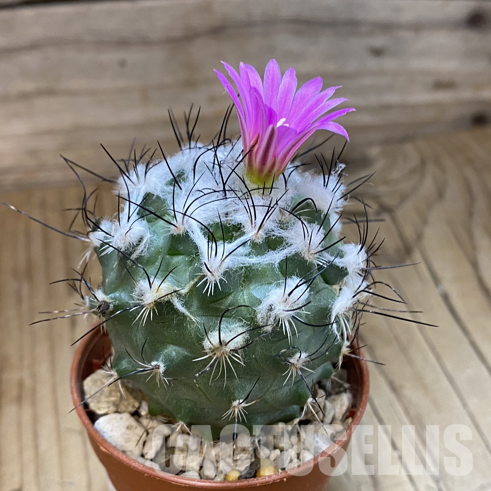 SH32294 Turbinicarpus saueri – Bild 2