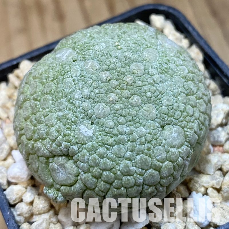 SH32295 Pseudolithos migiurtinus