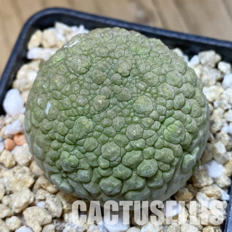 SH32296 Pseudolithos migiurtinus