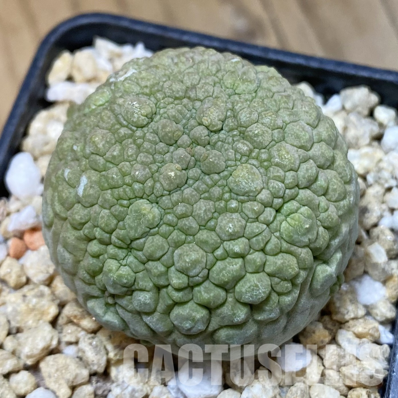 SH32296 Pseudolithos migiurtinus