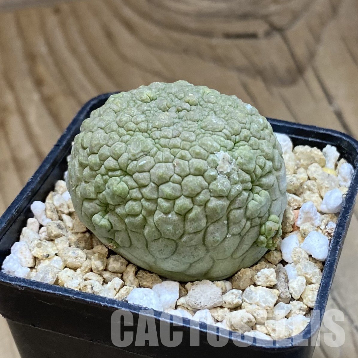 SH32296 Pseudolithos migiurtinus - Image 2