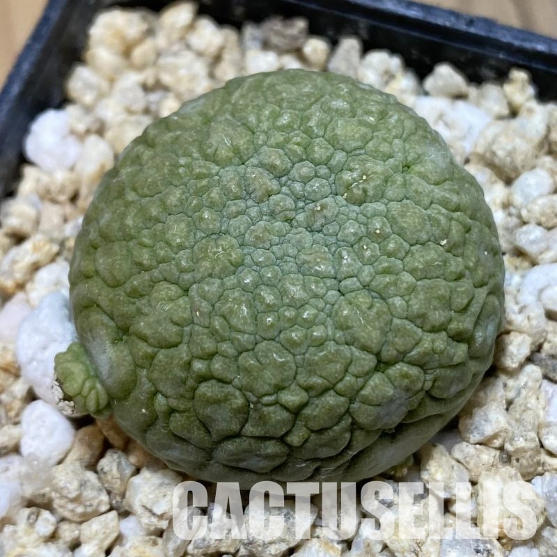 SH32297 Pseudolithos migiurtinus