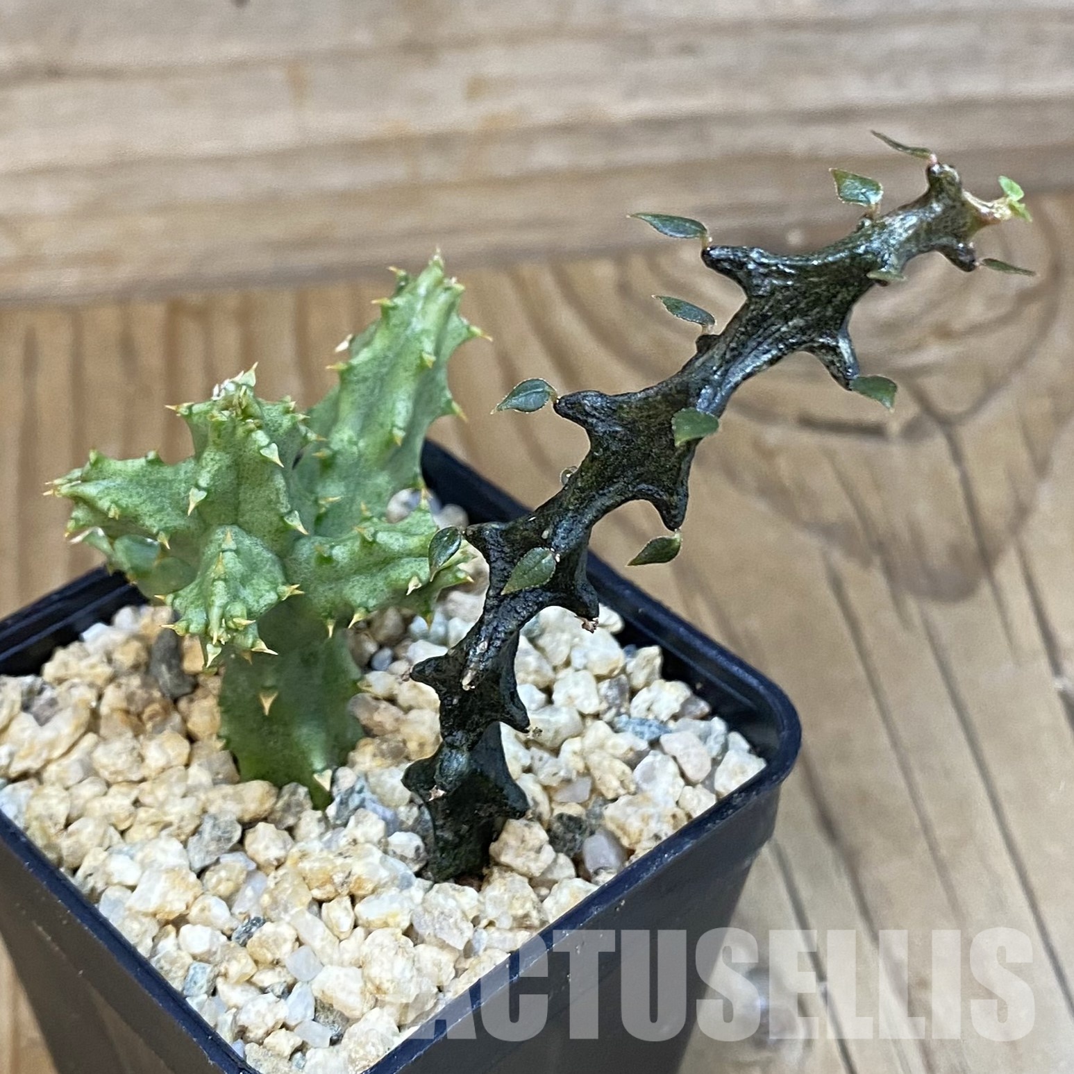 SH32298 Edithcolea grandis + Ceropegia bosseri