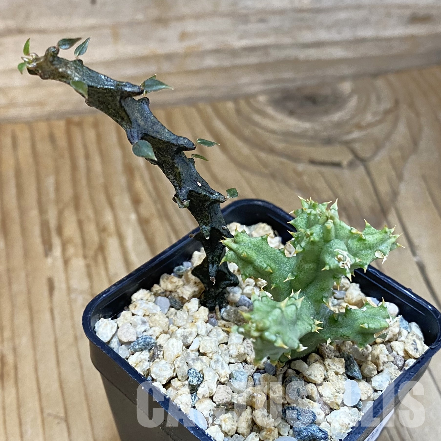 SH32298 Edithcolea grandis + Ceropegia bosseri – Bild 2