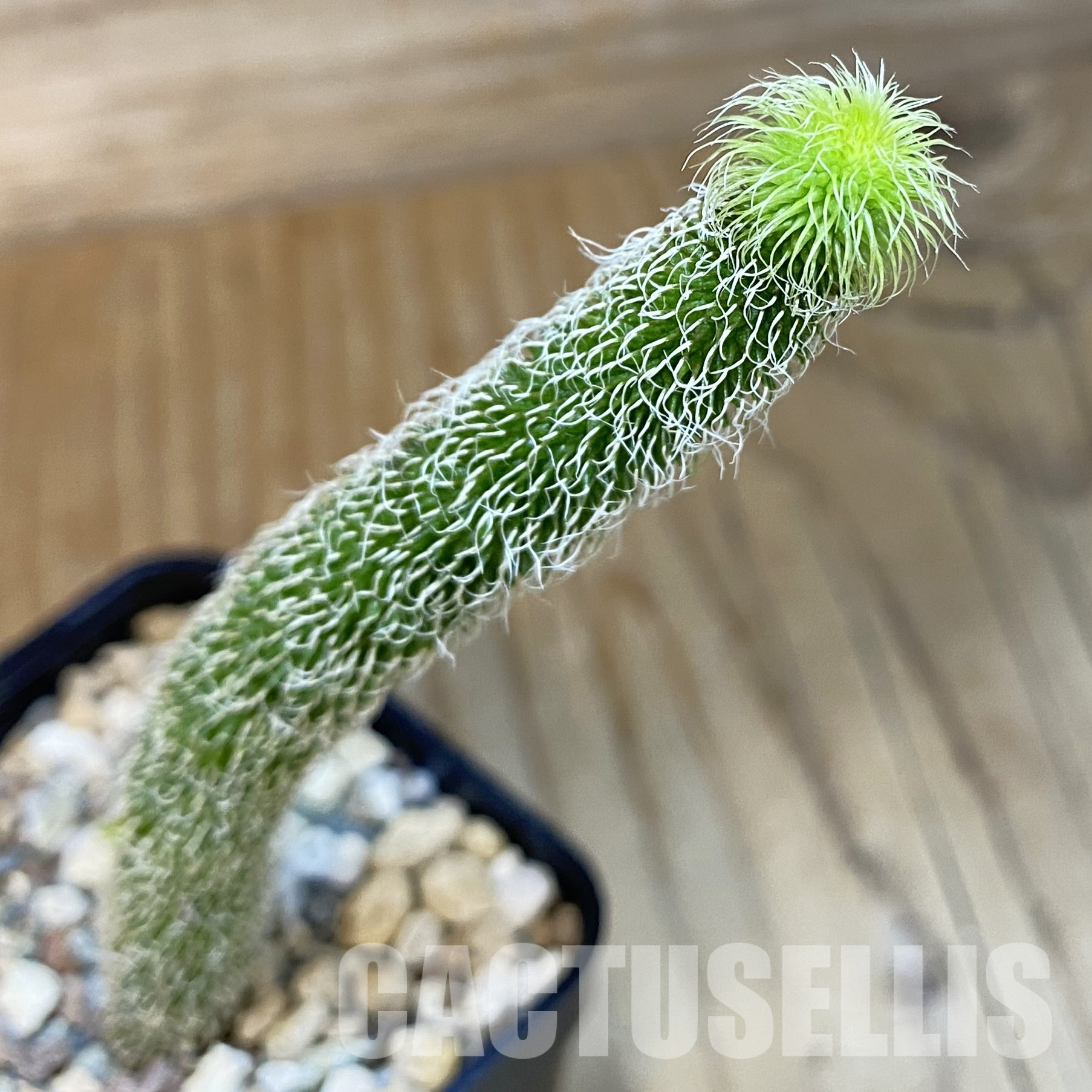 SH32299 Stapelianthus pilosus