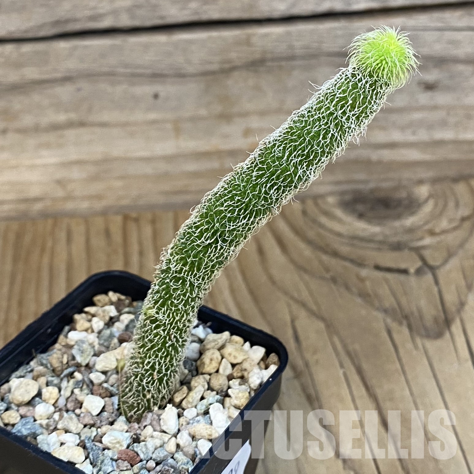 SH32299 Stapelianthus pilosus – Image 2