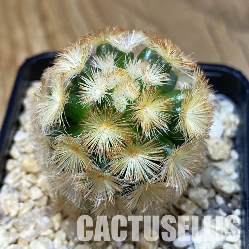 SH32300 Mammillaria carmenae hybrid