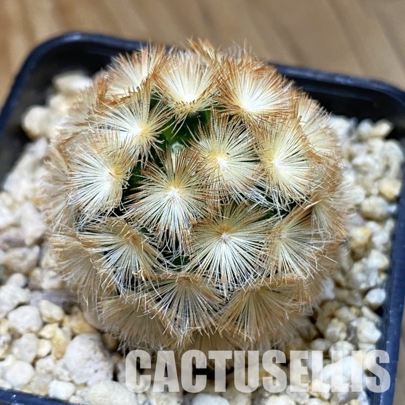 SH32301 Mammillaria carmenae hybrid