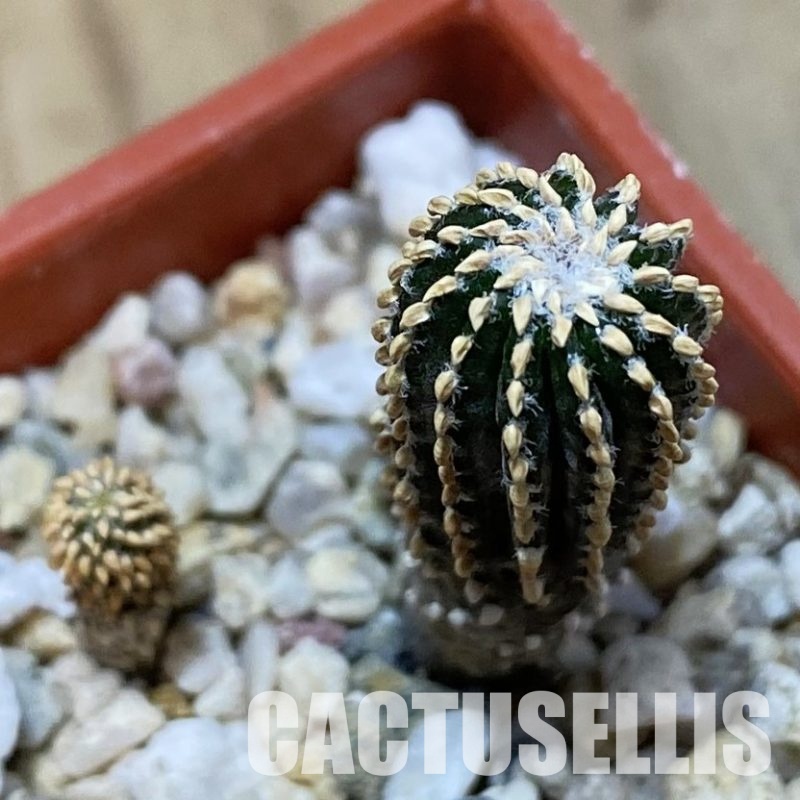 SH32302 Geohintonia neomexicana, seedling