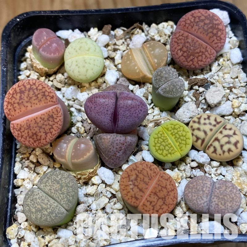 SH32303 Lithops mix