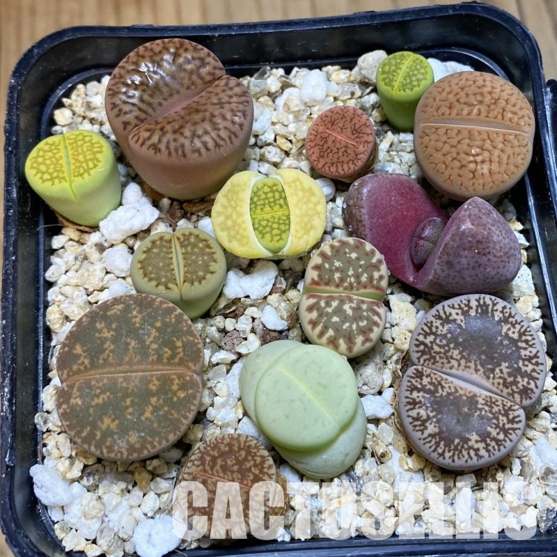 SH32304 Lithops mix