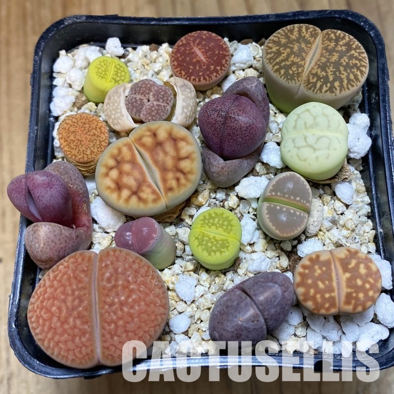 SH32305 Lithops mix