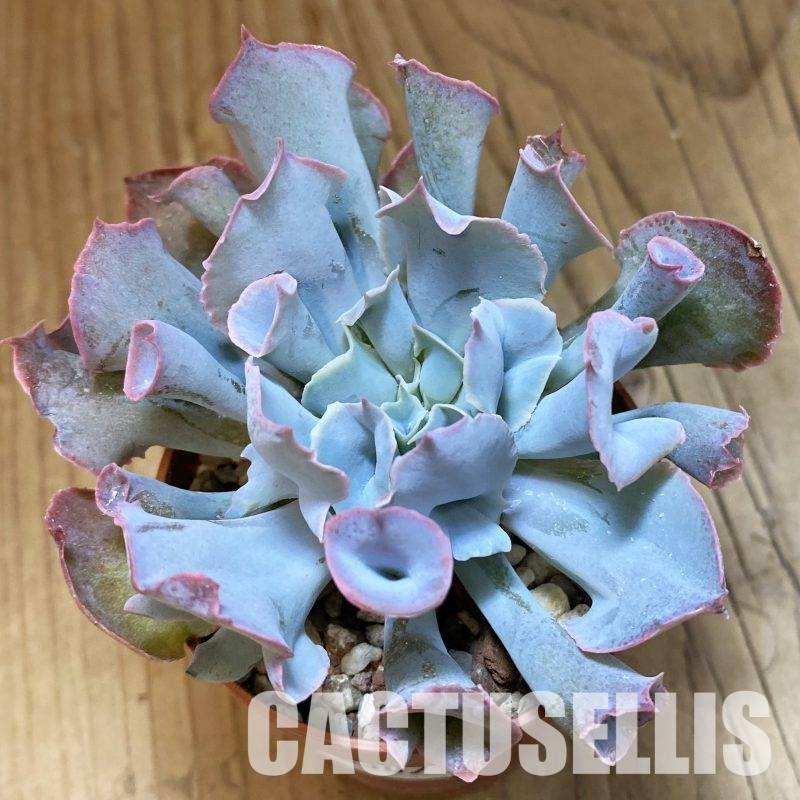 SH32307 Echeveria ‘Trumpet Pinky’ hybrid