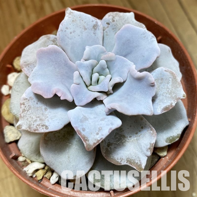 SH32308 Echeveria ‘White Dumpling’