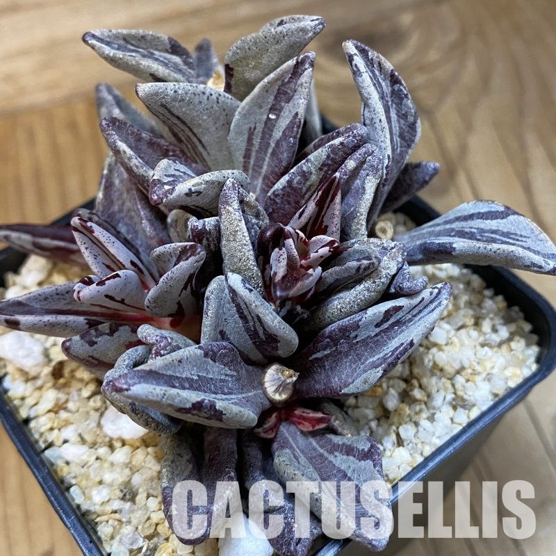 SH32309 Lenophyllum guttatum f. variegata