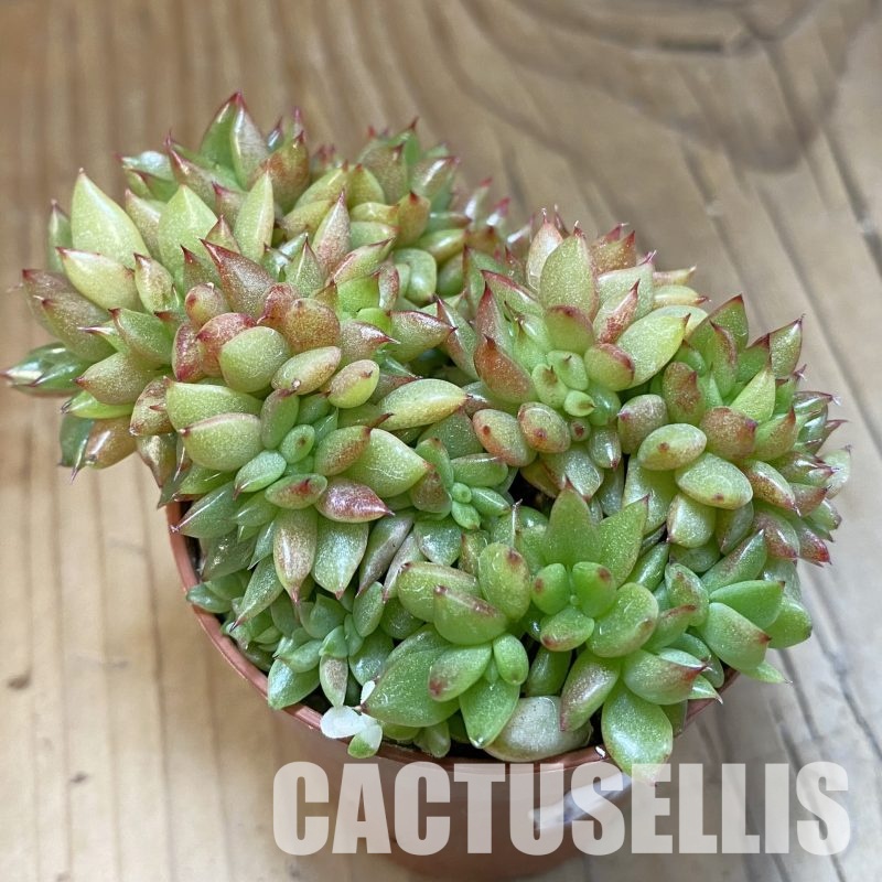 SH32312 Echeveria agavoides f. cristata