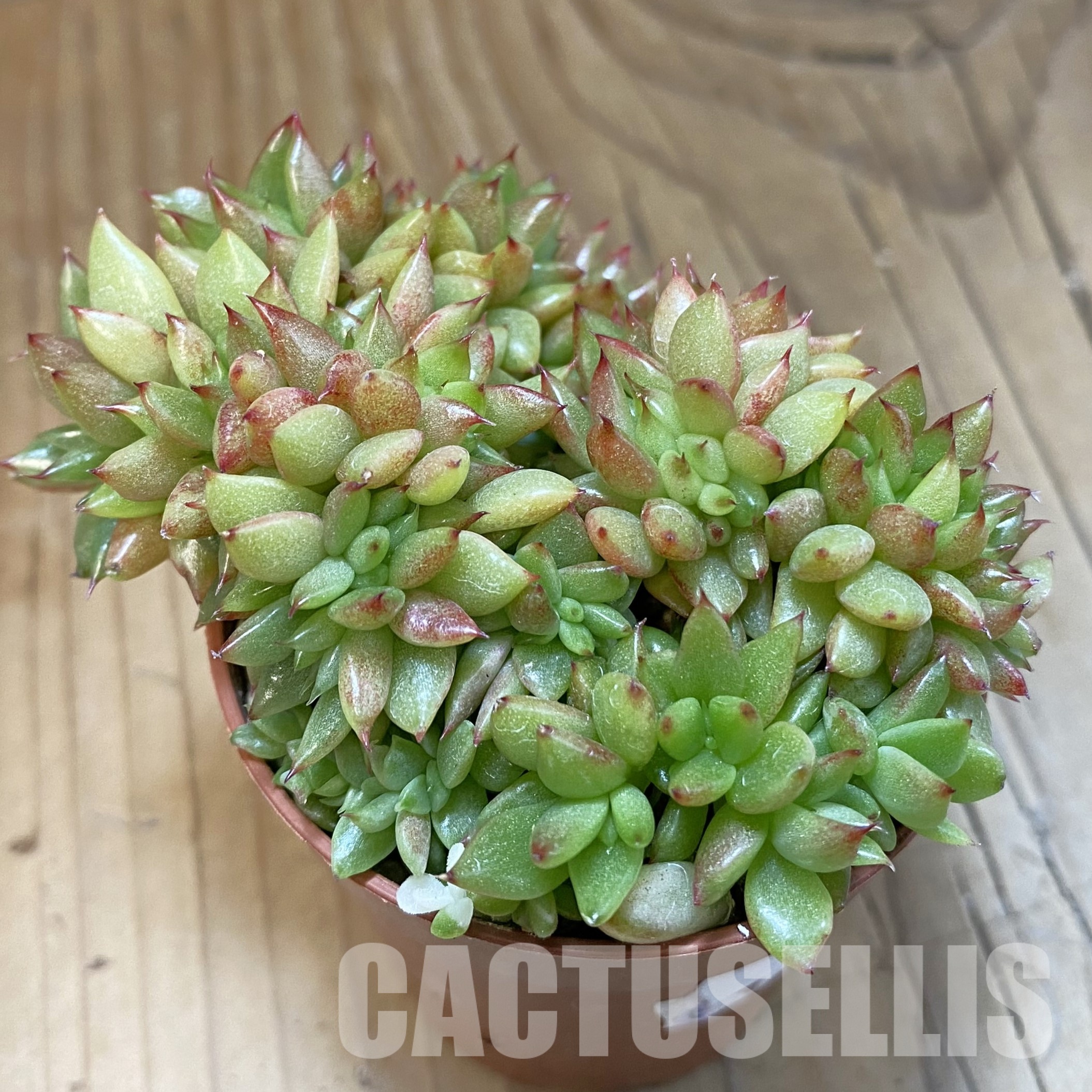 SH32312 Echeveria agavoides f. cristata