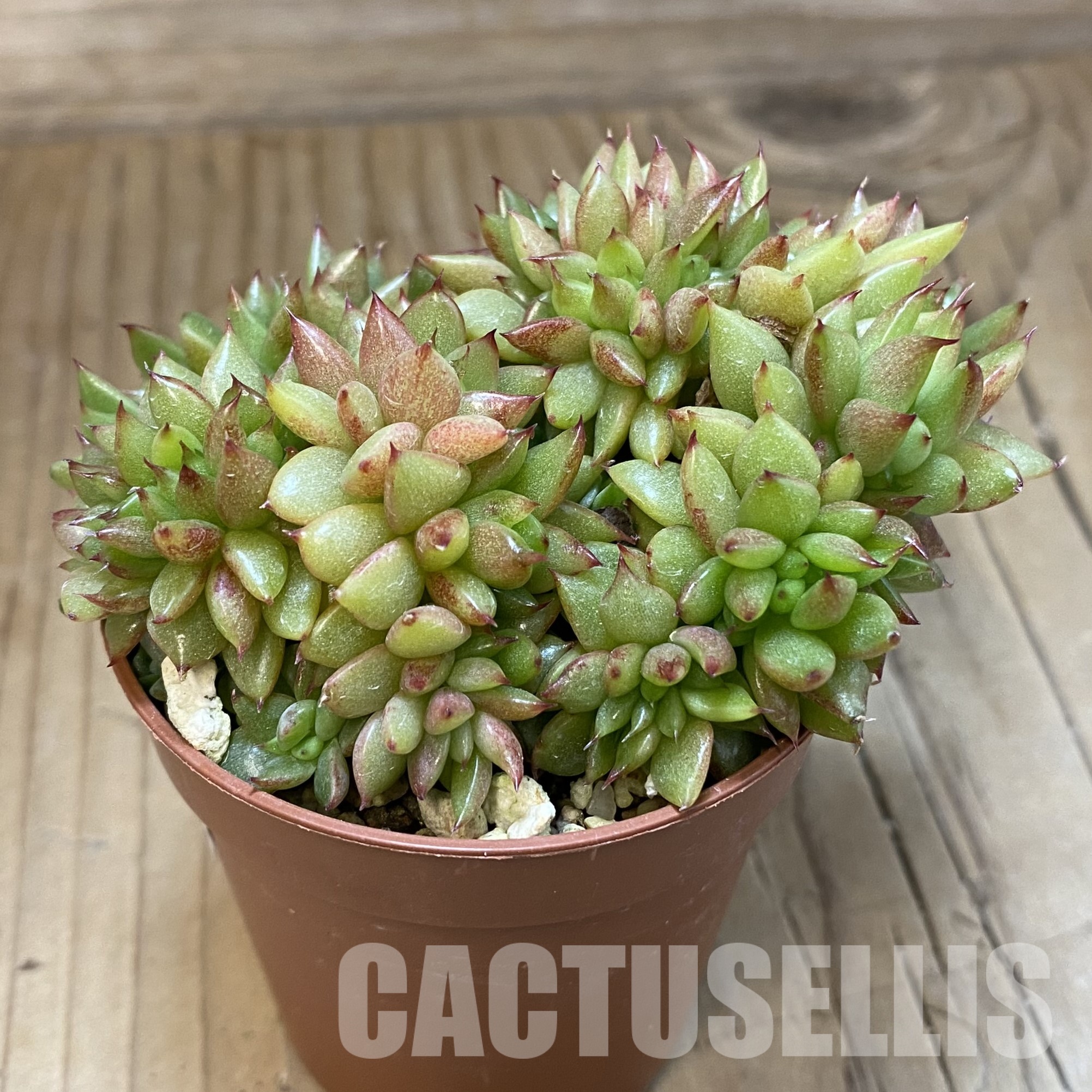 SH32312 Echeveria agavoides f. cristata - immagine 2