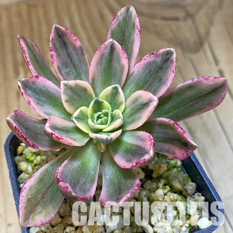 SH32313 Aeonium 'Sweet Tea'