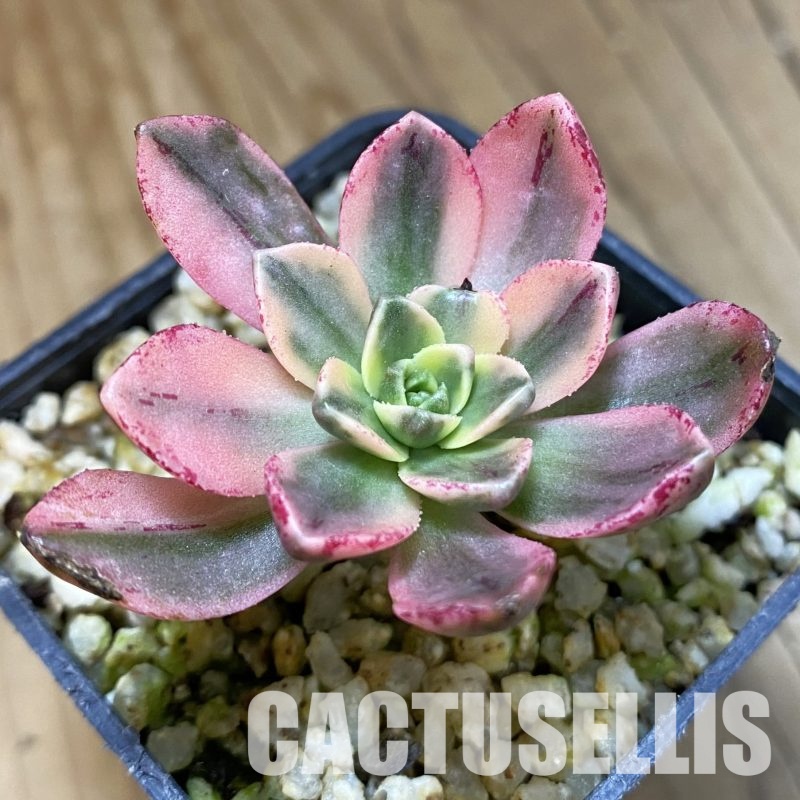 SH32314 Aeonium 'Sweet Tea'