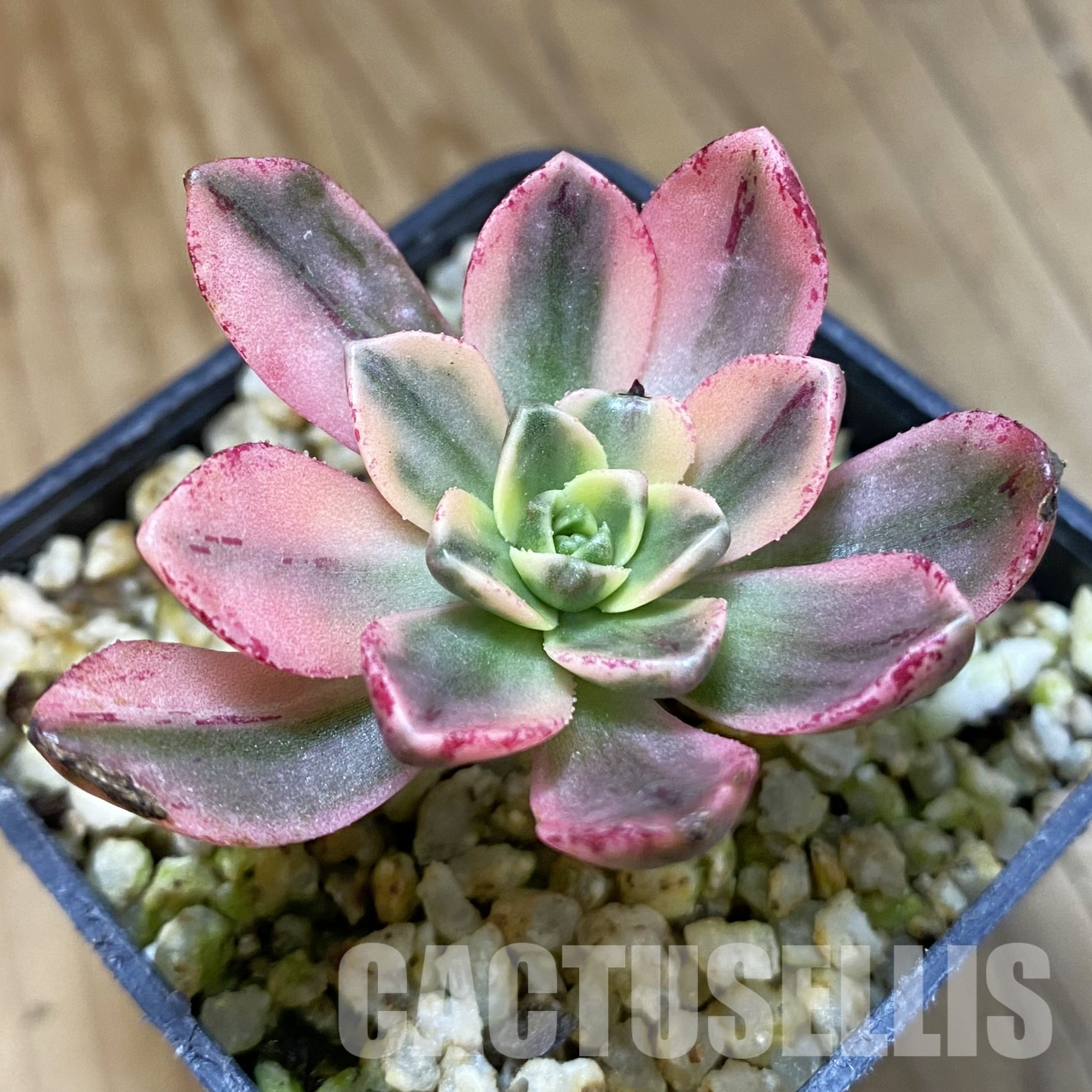 SH32314 Aeonium 'Sweet Tea'