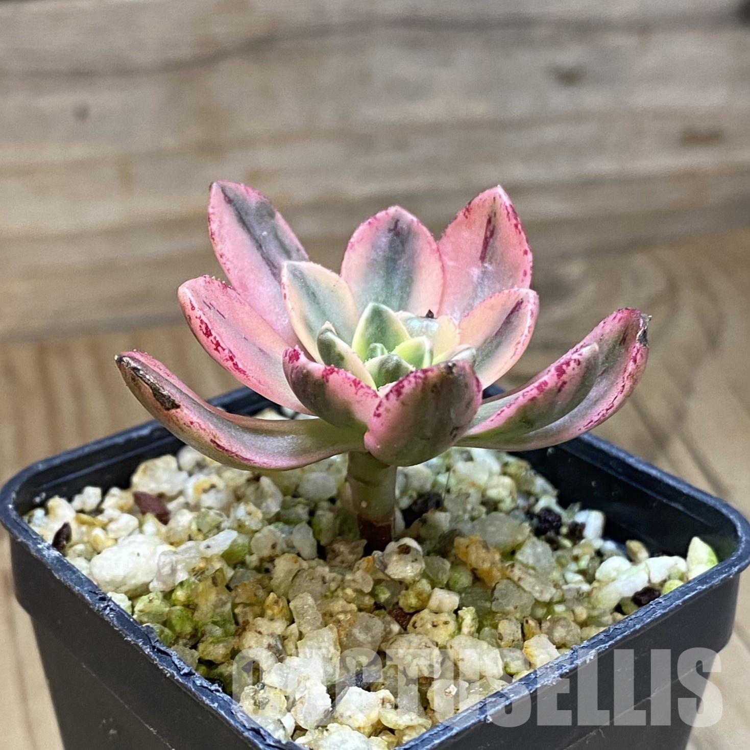 SH32314 Aeonium 'Sweet Tea' - immagine 2