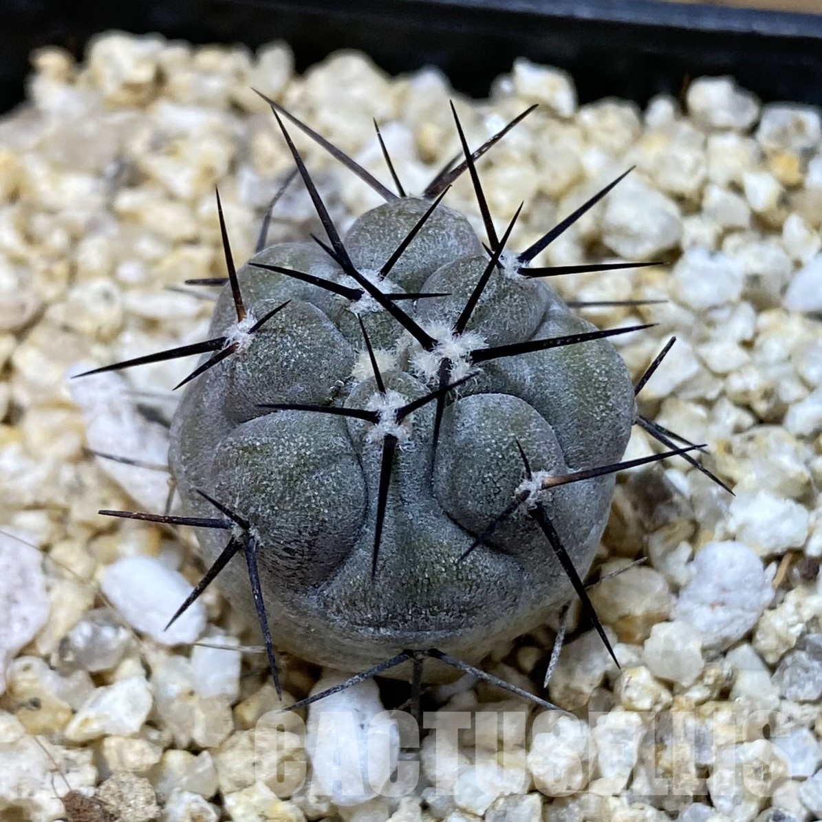 SH32316 Copiapoa cinerea -Perales-