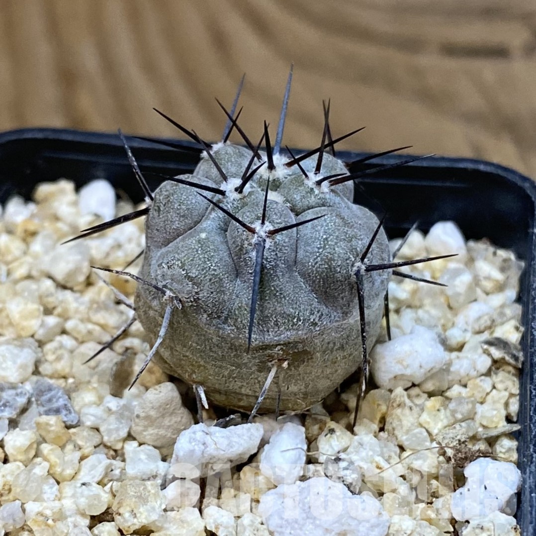 SH32316 Copiapoa cinerea -Perales- - immagine 2