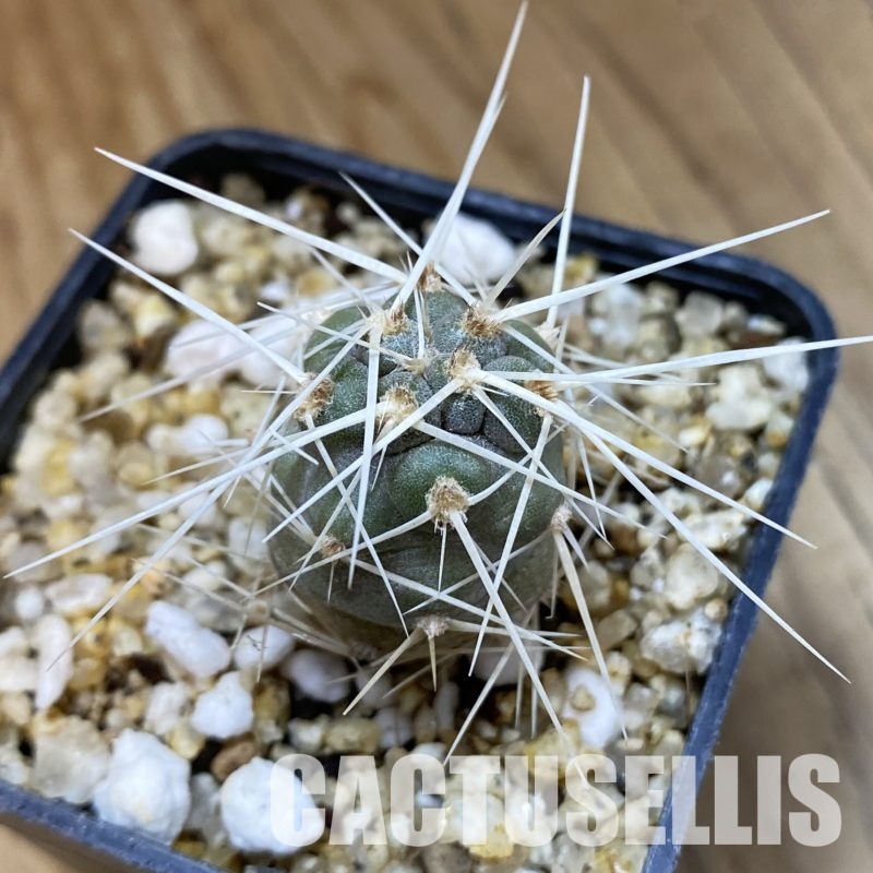 SH32317 Tephrocactus fiambalensis, seedling