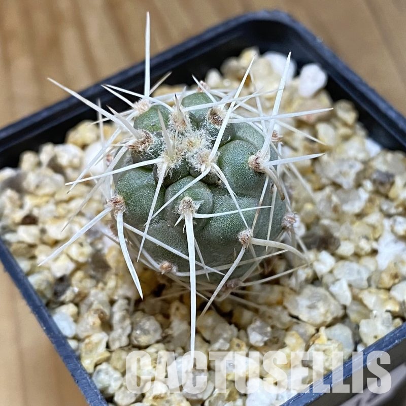 SH32318 Tephrocactus fiambalensis, seedling