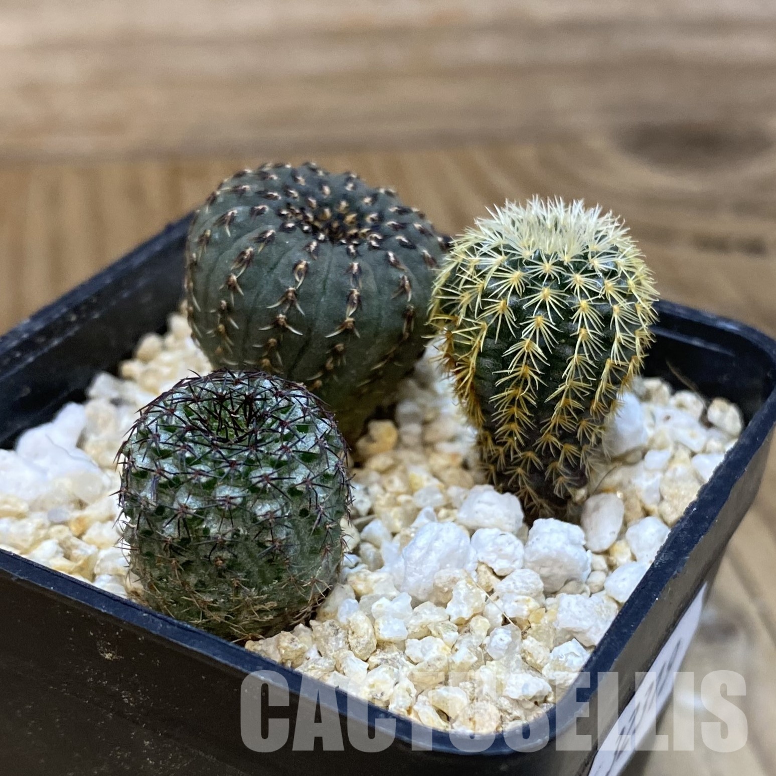 SH32319 Frailea mix - Image 2