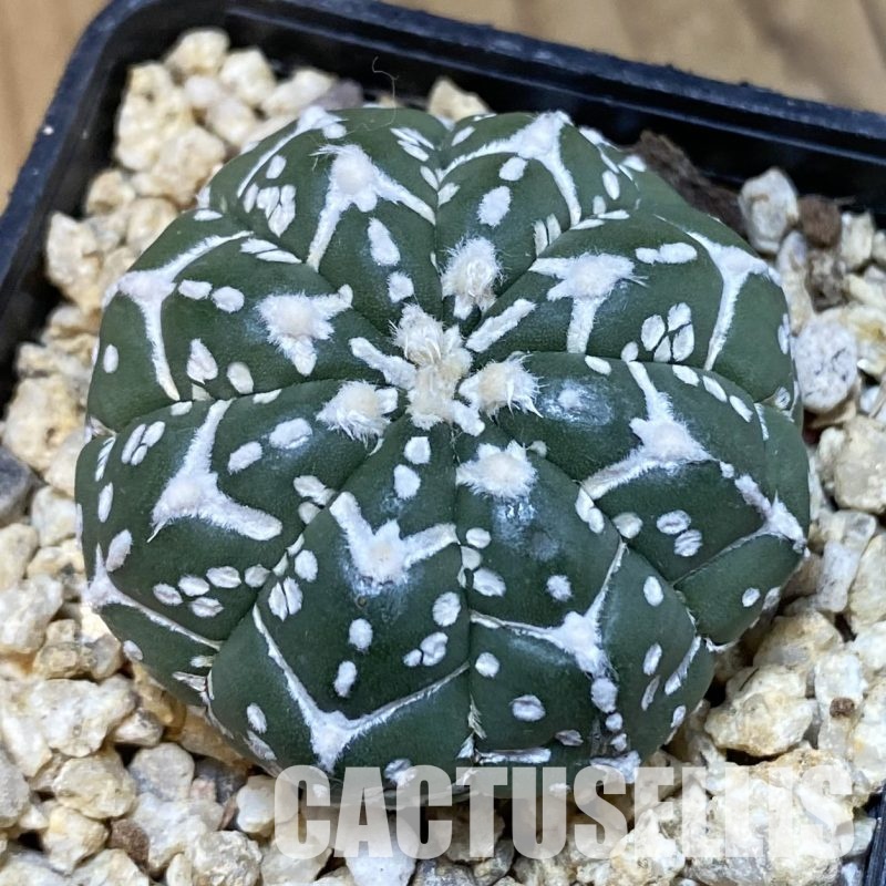 SH32321 Astrophytum asterias ‘Super Kabuto’ V-type f. nudum