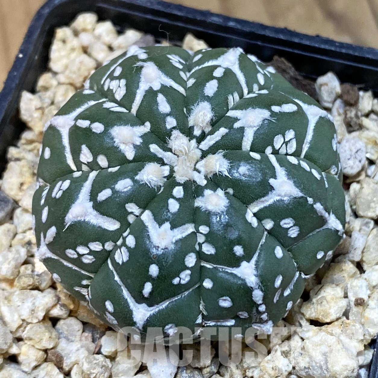 SH32321 Astrophytum asterias ‘Super Kabuto’ V-type f. nudum