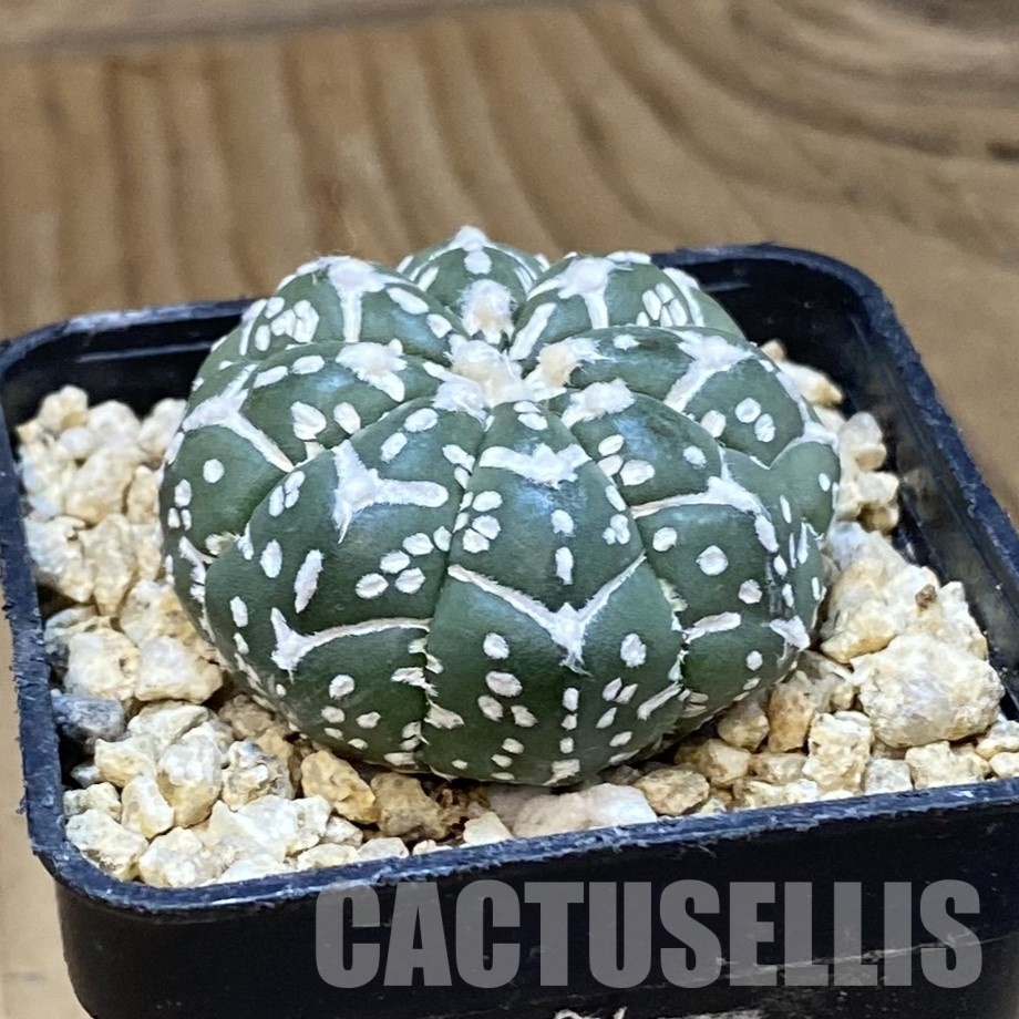 SH32321 Astrophytum asterias ‘Super Kabuto’ V-type f. nudum - Image 2