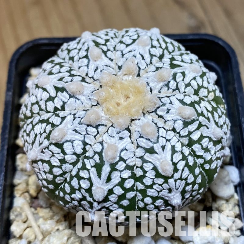 SH32322 Astrophytum asterias ‘Super Kabuto’ V-type