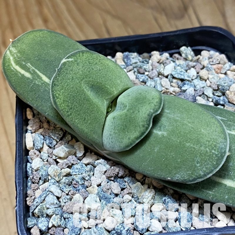 SH32323 Gasteria glomerata f. variegata, clon 2