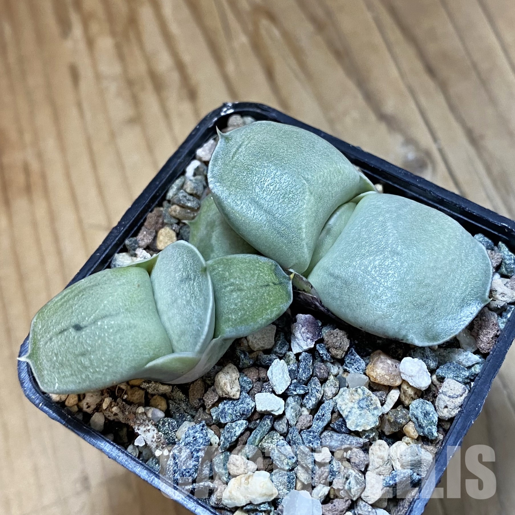 SH32325 Gasteria 'Smokey', 2 plants - Image 2
