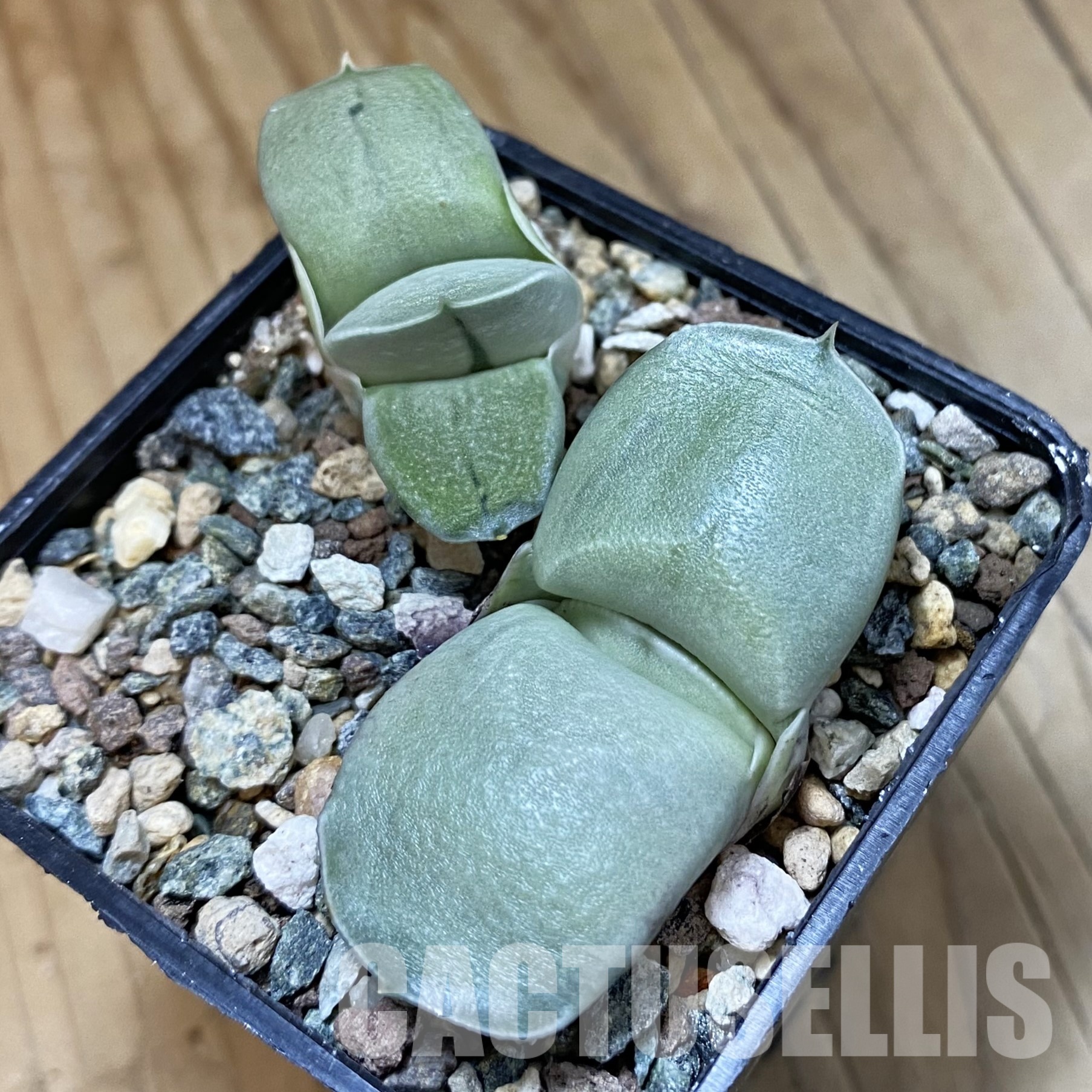 SH32325 Gasteria 'Smokey', 2 plants
