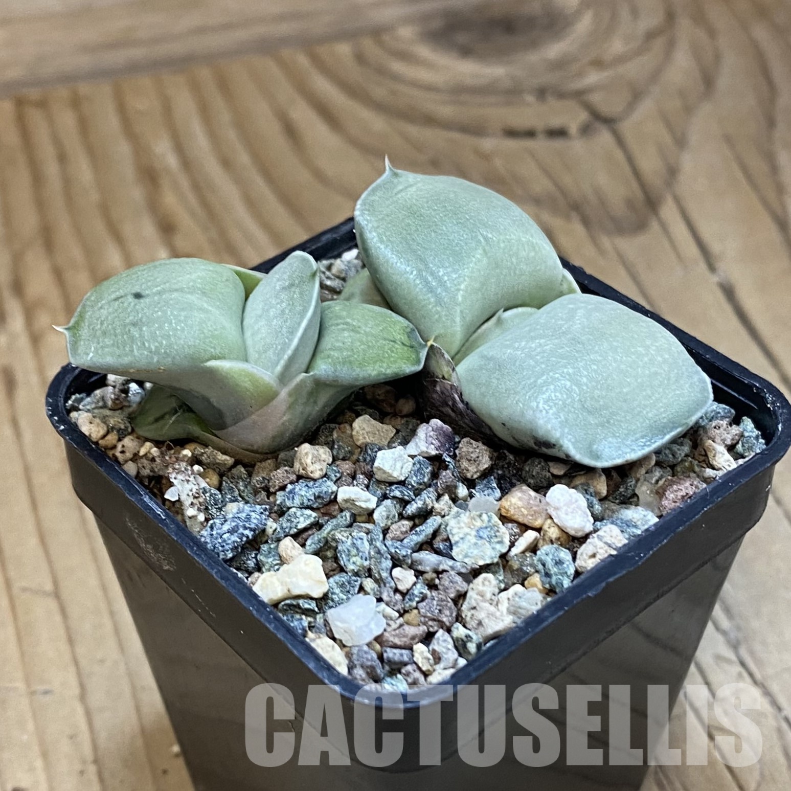 SH32325 Gasteria 'Smokey', 2 plants - Image 3