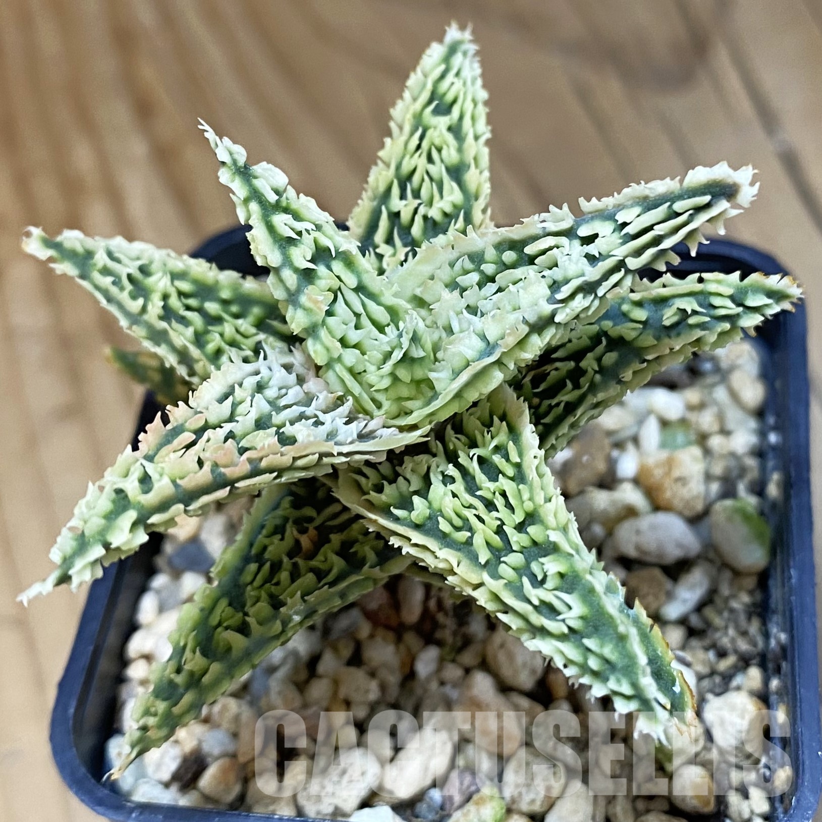 SH32326 Aloe TCT hybrid