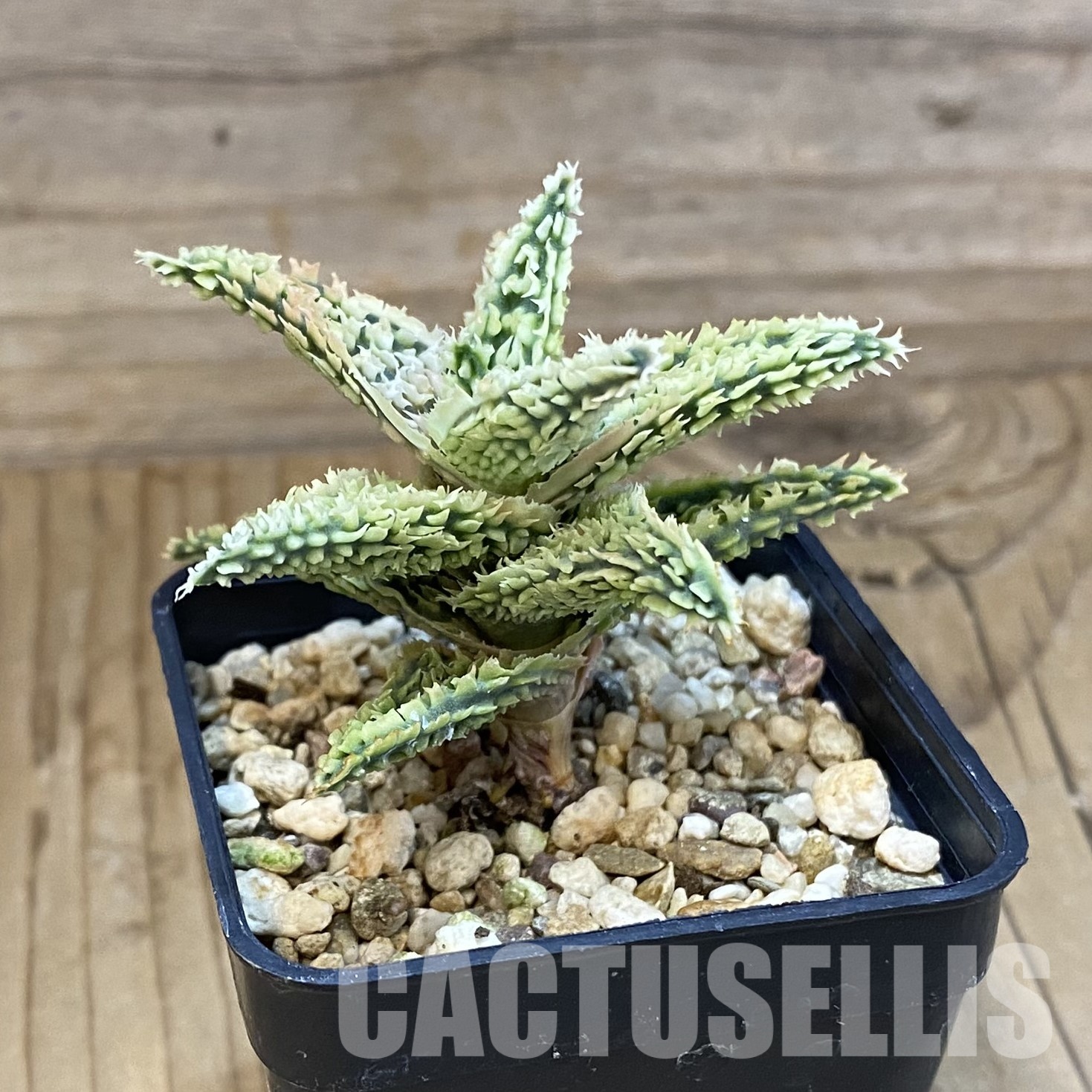 SH32326 Aloe TCT hybrid - Image 2