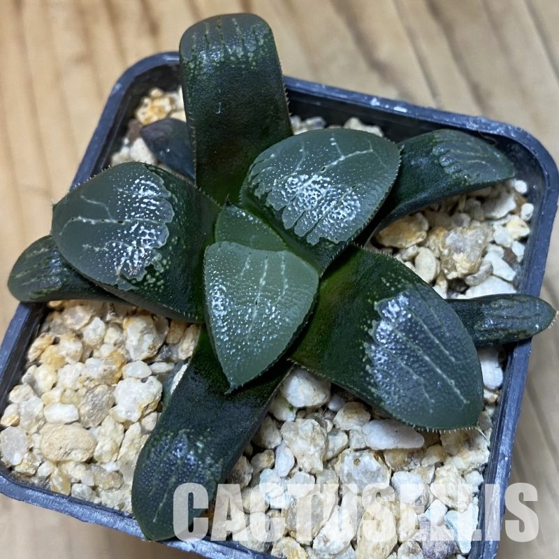 SH32327 Haworthia bayeri x springbokvlakensis
